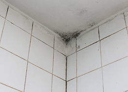 mould-mr-plumber-singapore