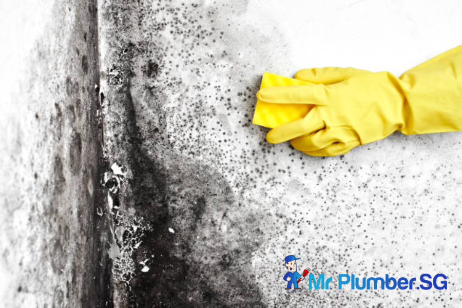 Mould Remediation 11 mould-remediation-services-offer-mr-plumber-singapore-2