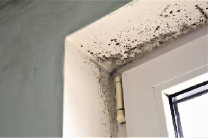 Mould Remediation 7 mould-removal-services-mr-plumber-singapore-1