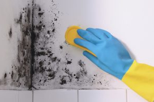 Mould Remediation 8 mould-removal-services-mr-plumber-singapore-2